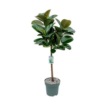 Fíkovník pryžodárný Makana kmínek, hydroponický květináč  27cm