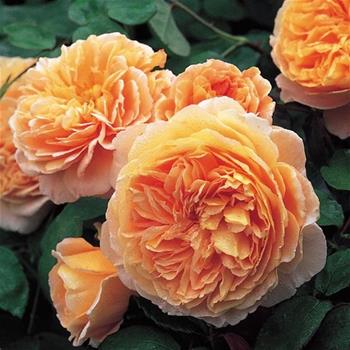 Růže pnoucí D.Austin Crown Princess Margareta  květináč 5 litrů, vyvazovaná