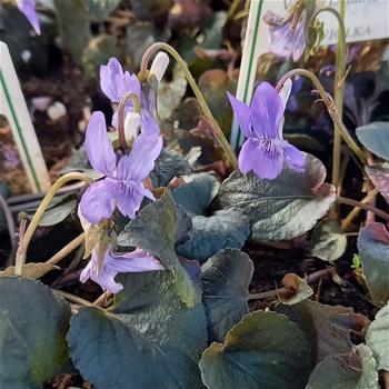 Violka růžkatá Purpurea květináč 9cm