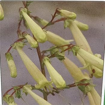 Kapská fuchsie Lemon Teardrops květináč 9cm
