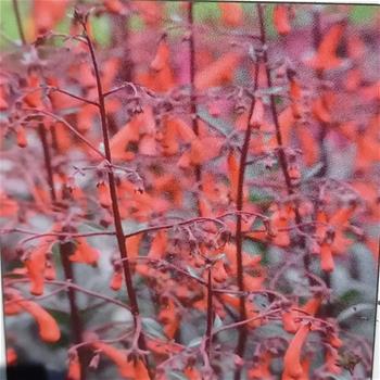 Kapská fuchsie Passionata květináč 9cm