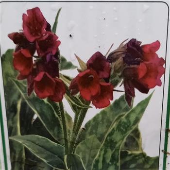 Plicník Raspberry Frost květináč 9cm