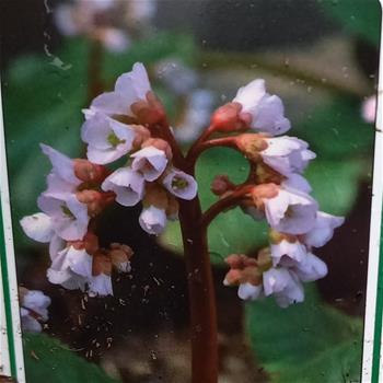 Bergénie Jelle květináč 11cm