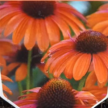 Třapatka Papallo Classic Orange-Rose květináč 11cm