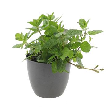 Máta klasnatá Garden Mint květináč 12cm