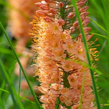 Liliochvostec Cleopatra