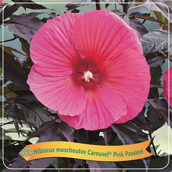 Ibišek bahenní Carousel Pink Passion květináč 5 litrů