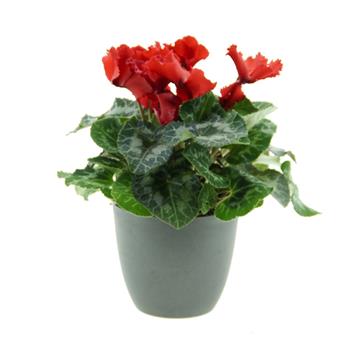 Brambořík třepenitý mix květináč 12cm