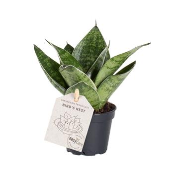 Tenura Green Hahnii květináč 9cm