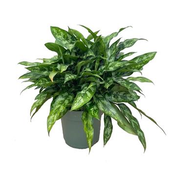 Aglaonema 'Maria' hydroponický květináč 27cm