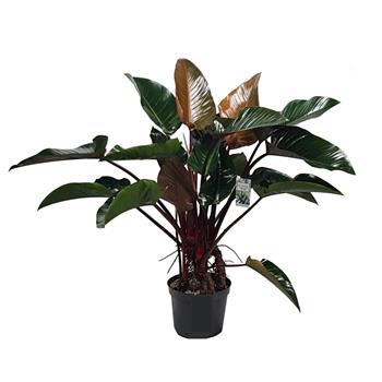 Filodendron Red Beauty hydroponický květináč 30cm