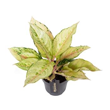 Aglaonema 'Chartreuse Pretty' květináč 12cm