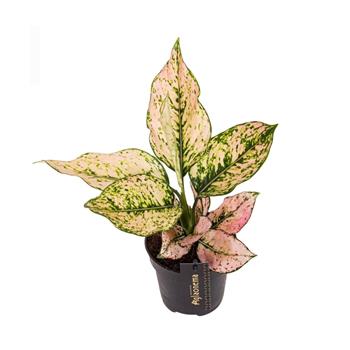 Aglaonema 'Rosy' květináč 12cm