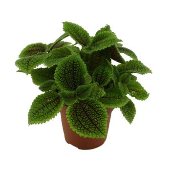 Pilea Moon Valley květináč 12cm