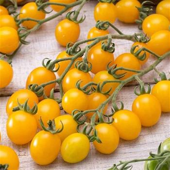 Rajče Yellow Clementine neroubované 12cm