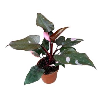 Filodendron 'Pink Princess' květináč 17cm