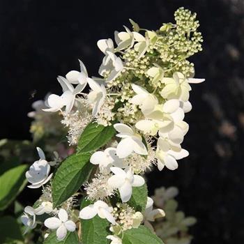 Hortenzie latnatá 'Grandiflora' kmínek 60cm, květináč 7,5 litru