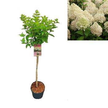 Hortenzie latnatá Limelight kmínek 100cm, květináč 7,5 litru