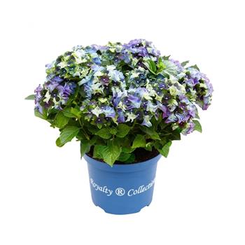 Hortenzie velkolistá Lady Mata Hari Blue květináč 5 litrů
