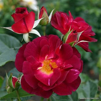 Růže Kordes Ile de Fleurs 5 litrů