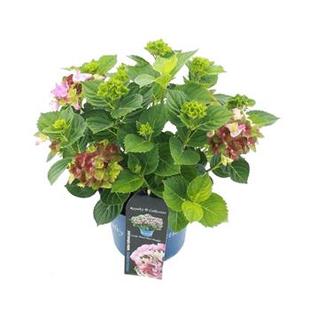 Hortenzie velkolistá Lady Mata Hari Pink květináč 5 litrů