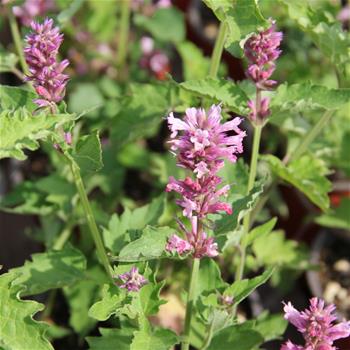 Agastache Danish Deilight květináč 12cm