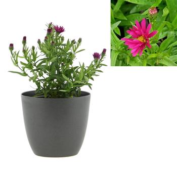Hvězdnice křovitá Jenny květináč 12cm
