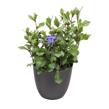 Rohoblizeň olověncovitá Gentian Blue květináč 12cm