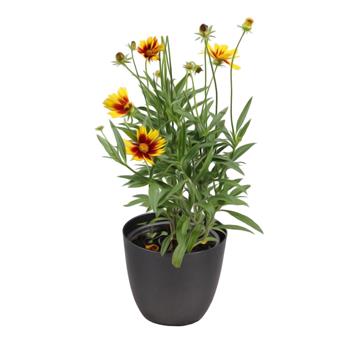 Krásnoočko velkokvěté Golden Stardust květináč 12cm