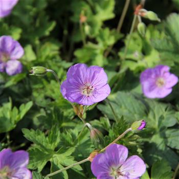 Kakost Wallichův Bloom Me Away květináč 15cm