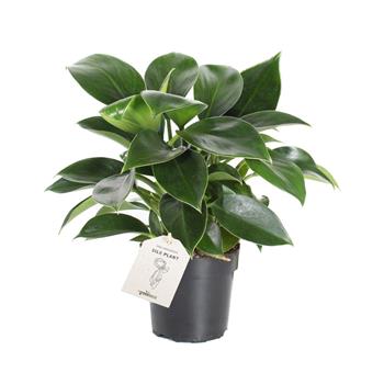 Filodendron Green Princess květináč 11cm