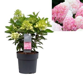 Hortenzie latnatá Living Pink & Rose květináč 12cm