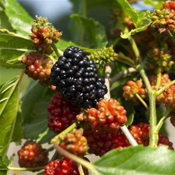 Moruše Mojo Berry květináč 4 litry