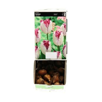 Tulipán Eyelash 10ks