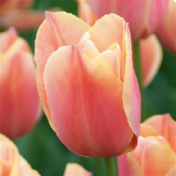 Tulipán 'Stunning Apricot' 10ks