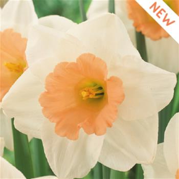 Narcis 'Peaches and Cream' 5ks