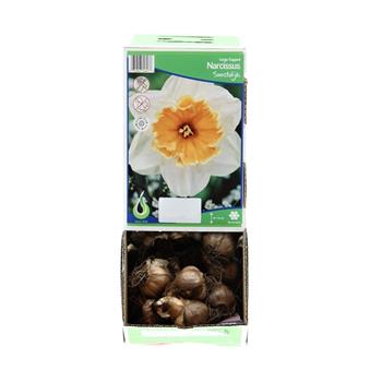 Narcis Soestdijk 5ks