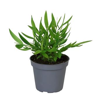 Pokojový bambus květináč 6cm
