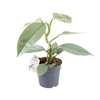 Filodendron Silver Sword květináč 11cm