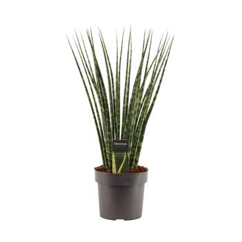 Tenura, tchýnin jazyk Fernwood květináč 14cm