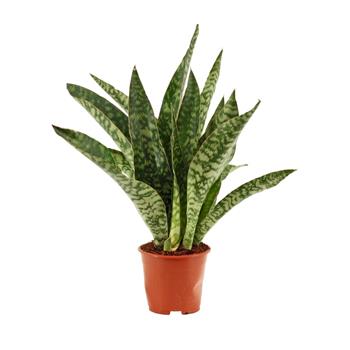 Tenura, tchýnin jazyk Jaboa květináč 14cm