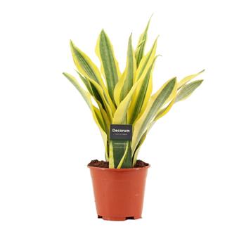 Tenura, tchýnin jazyk Yellowstone květináč 14cm