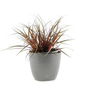 Ohnivá tráva Everflame květináč 12cm