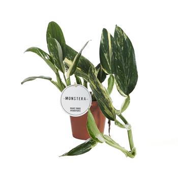 Monstera květináč 12cm