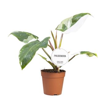 Filodendron White Princess květináč 12cm