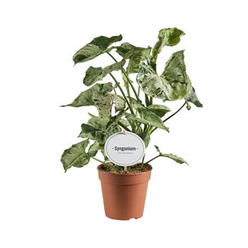 Syngonium Green Splash květináč 12cm