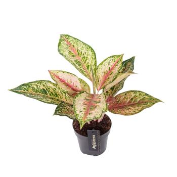 Aglaonema 'Painted Celebration' květináč 12cm