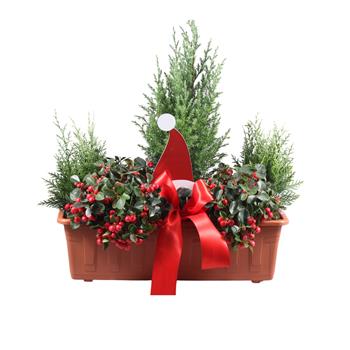 Vánoční Truhlík s rostlinami 50cm