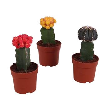 Kaktus gymno mix květináč 10,5cm