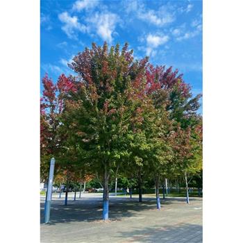 Javor Freemanův Autumn Blaze výška kmene 225cm, zemní bal